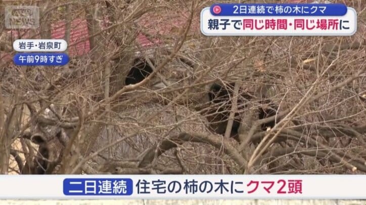 2日連続で柿の木に親子グマ