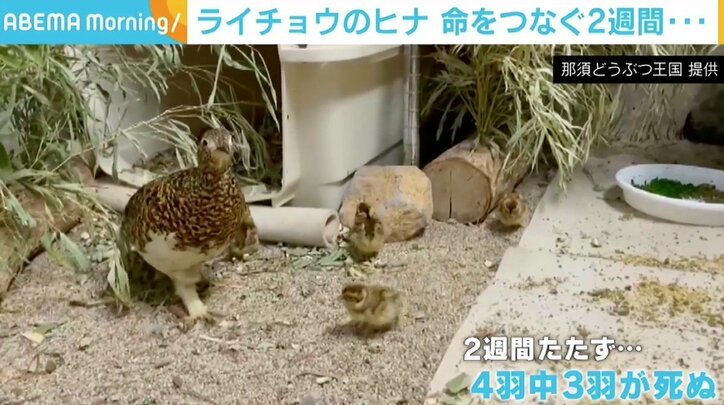 ニホンライチョウのヒナ、“難しい2週間”乗り越え1羽がすくすく成長 担当者「やっと一息」