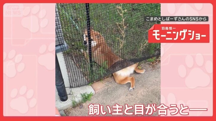 「ごまかすワン」バレなきゃOK…こっそり草をつまみ食いする犬 悪いと思ってる?