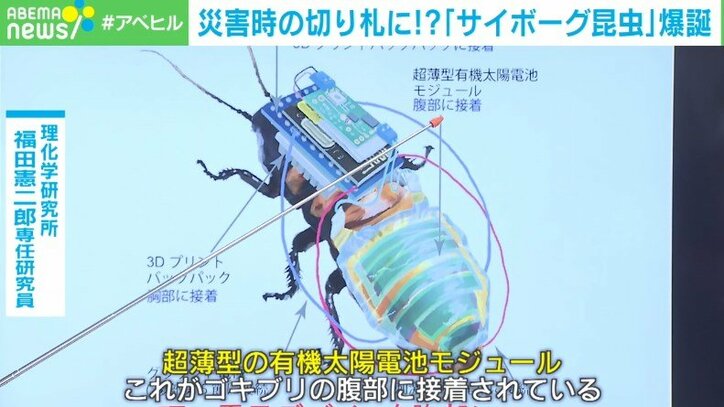 「サイボーグ昆虫」が命を救う 開発者が明かす“災害救助の未来”
