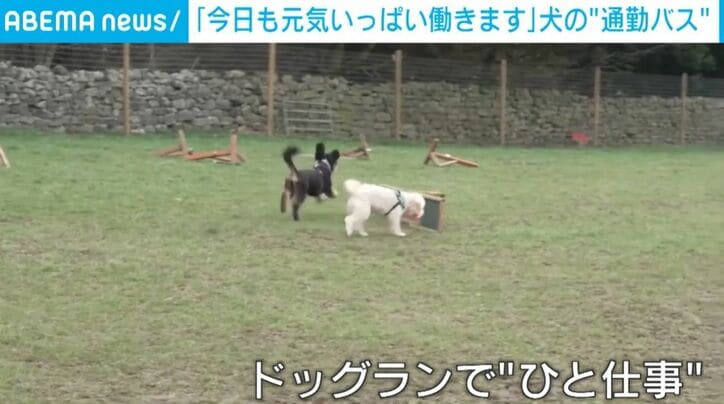 走る犬たち