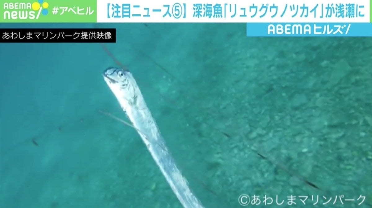 生きているのを見られるのは…」 深海魚「リュウグウノツカイ」が浅瀬に