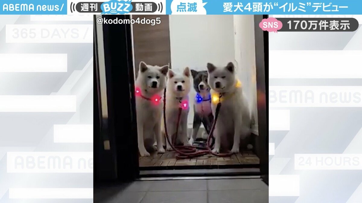 輝く首輪に“きょとん顔”！？ 秋田犬の“イヌミネーションデビュー”に