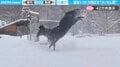 「馬力が違うｗ」雪をドカドカ飛ばしながら走る“ラッセル馬”に「は…半分ウマっている！」「かわいい！迫力満点」と反響