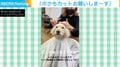 美容室で看板犬が自分の“カット待ち”をする珍行動 入念に身だしなみチェックするお洒落番長ぶりも話題に