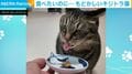 納豆を食べたいのに食べられない猫…悪戦苦闘する姿に「可愛すぎる」「もどかしい」と反響