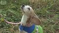 新たな倒木防げ シロアリ探知犬サラとアリス奮闘 人間の1000万倍の嗅覚で見つける