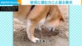 「出て来いや」夢中で砂浜を掘る柴犬 “海の生物”と遊ぶ姿に飼い主ほっこり