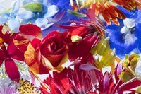 蜷川実花『お花がある生活』