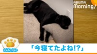 【映像】「瞬間移動？」爆睡中の犬→冷蔵庫の音がすると秒で真横に