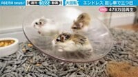 「リアル・チューチュートレイン」ハムスターが回し車で衝撃デッドヒート 驚きの声 【ABEMA TIMES】