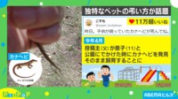 【映像】息子が作ったペットの“お墓”が壮大