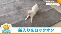 【映像】肉球全開で絶妙なステップを踏む猫