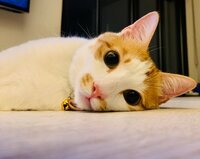 坂上忍『ＨＡＰＰＹ　ＢＩＲＴＨＤＡＹ』