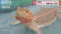 庭先に「フトアゴヒゲトカゲ」か　警察が飼い主探す