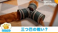 【映像】トンネルの合流地点で睨みあう3兄弟 飼い主の“ゆっくり撮影”に爆笑の声