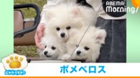 【映像】“愛くるしい”ポメラニアンのケルベロス
