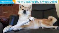 “ラップの芯”を愛してやまない柴犬に訪れた悲劇