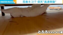 ベッドの下を高速移動する猫 まるで“忍者な体勢”に飼い主爆笑 カメラに気づいてドヤ顔も
