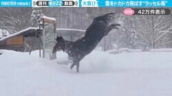 「馬力が違うｗ」雪をドカドカ飛ばしながら走る“ラッセル馬”に「は…半分ウマっている！」「かわいい！迫力満点」と反響