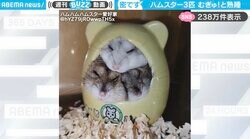 「幸せが詰まってる…」狭い寝床に“ギュウギュウ詰め”で熟睡するハムスター3匹が、SNSで話題！「ギューギューだけど安心するんかのォ」