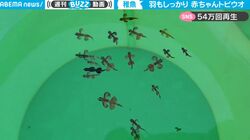 【貴重映像】捕獲困難なデリケートな生き物 トビウオの赤ちゃんが可愛いすぎると話題に 「はじめて見た！」「癒される」