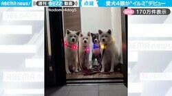 輝く首輪に“きょとん顔”！？ 秋田犬の“イヌミネーションデビュー”に「エレクトリカルな仲間達」「真面目な顔してるのがジワる」と反響