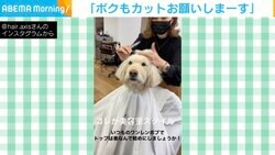 美容室で看板犬が自分の“カット待ち”をする珍行動 入念に身だしなみチェックするお洒落番長ぶりも話題に