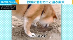 「出て来いや」夢中で砂浜を掘る柴犬 “海の生物”と遊ぶ姿に飼い主ほっこり