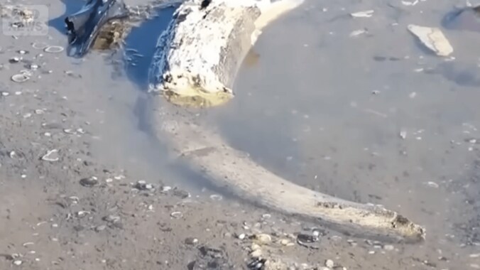 ブルガリアで見つかったマンモスの化石