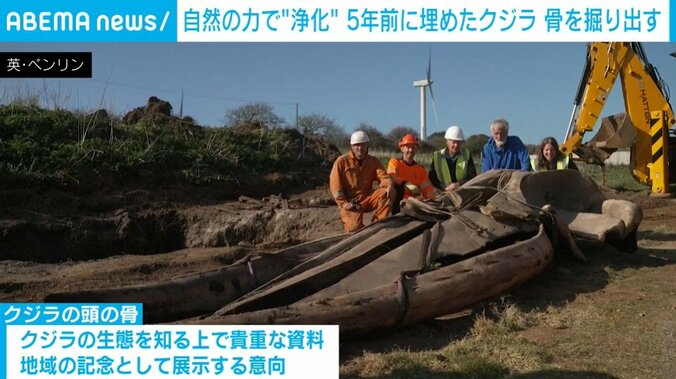 掘り出したクジラの骨
