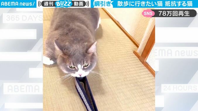 一体、何が起こった？ 猫2匹が鋭い眼光… 散歩用リードで“綱引き合戦” 負けられない戦いが勃発 「可愛すぎる」「爆笑してしまいました」 1枚目