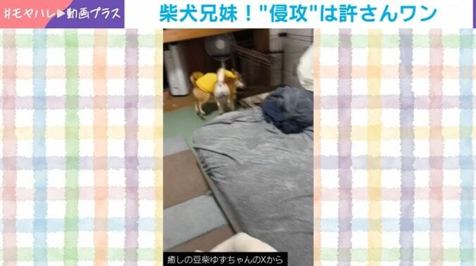 ゆずちゃんとむぎくん