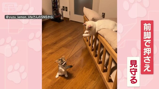 前脚で猫じゃらしを押さえて、遊ぶネコちゃんを見守る