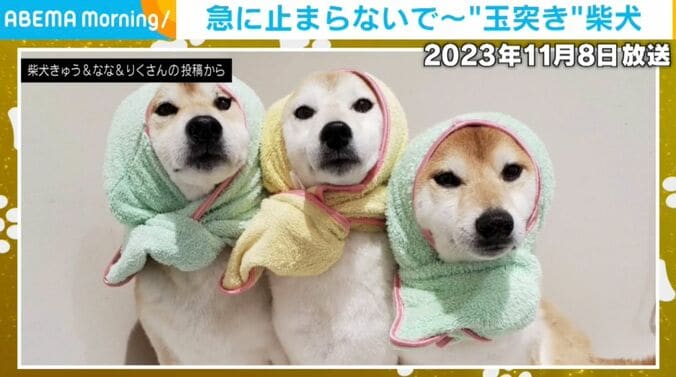 柴犬3匹