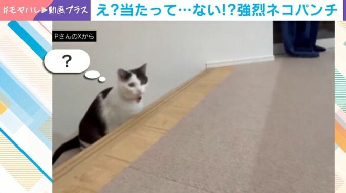 「ミシェル」ちゃん