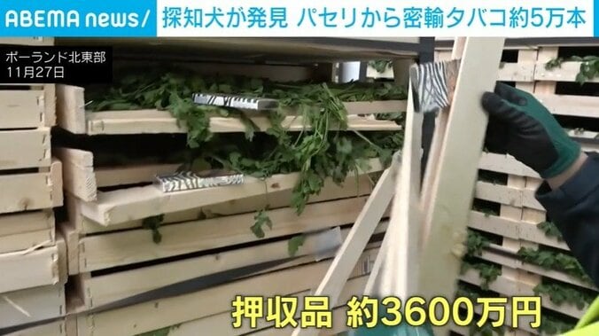 パセリの中から発見された“密輸タバコ”