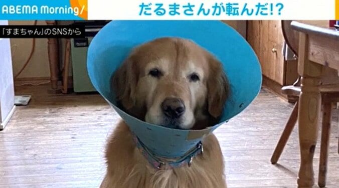 犬のだるまさんが転んだ！！振り向くたびに同じポーズで近づいてくる姿に飼い主も思わず「こわっ」 1枚目