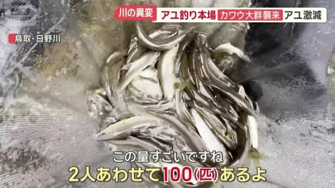 アユが豊漁