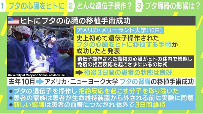 「ブタか人間か」境目が曖昧に？ 世界初の移植成功も…他の臓器への影響は 3枚目