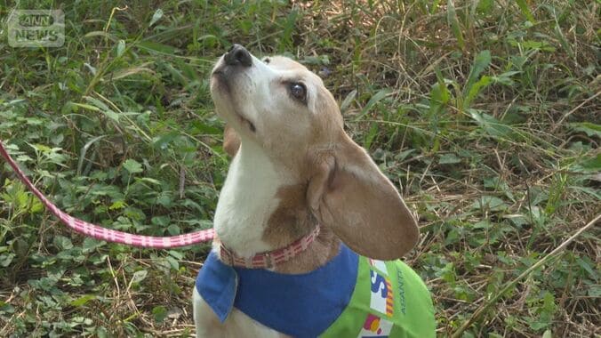 新たな倒木防げ　シロアリ探知犬サラとアリス奮闘　人間の1000万倍の嗅覚で見つける 1枚目