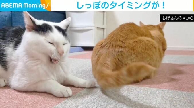 白黒柄のこもちくんと茶トラの茶々くん