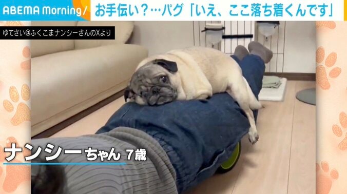 パグのナンシーちゃん