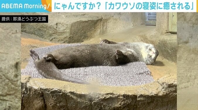 カワウソの豪快な“寝姿”に「罪なヘソ天寝」「添い寝希望」と反響 1枚目