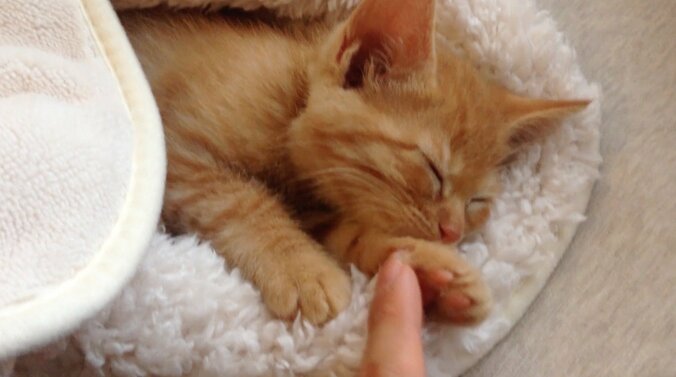 猫「お刺身食べたいニャ〜」 茶トラ子猫・ひろしの可愛い成長日記が放送決定 7枚目