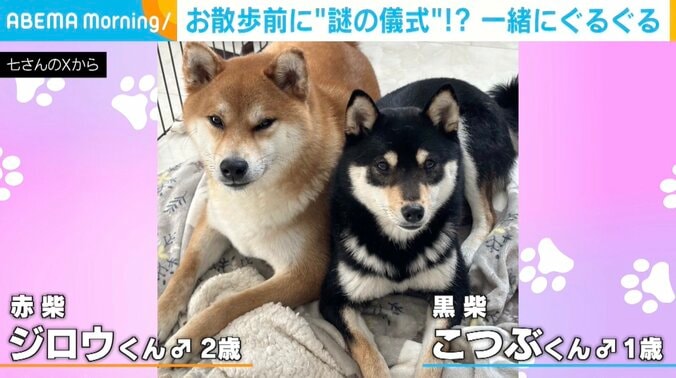 赤柴のジロウくんと黒柴のこつぶくん