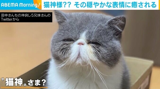 目を細める穏やかな表情がまさに“猫神様” 「仙人」「ふぉっふぉっふぉっって笑いそう」 1枚目