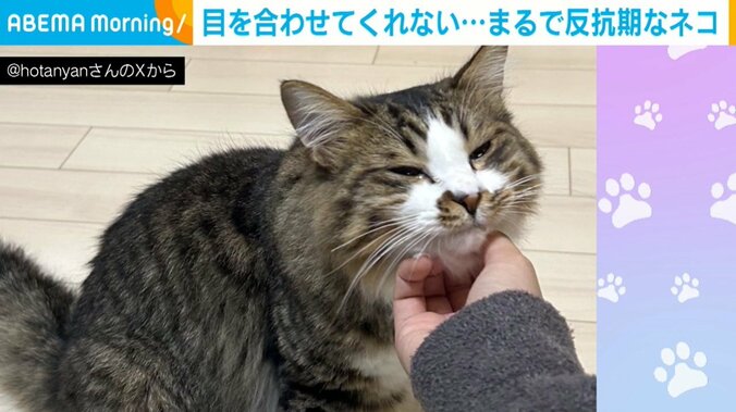 猫のほたてくん