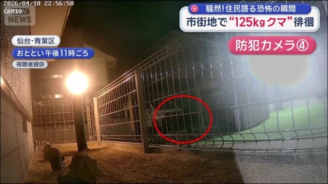 クマが通り過ぎる