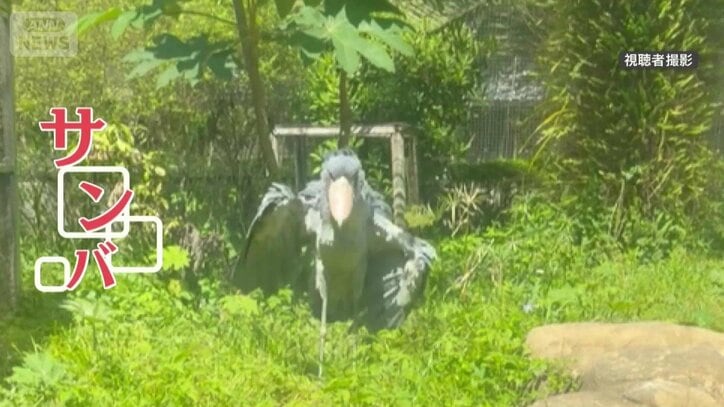 まるで“サンバ”！